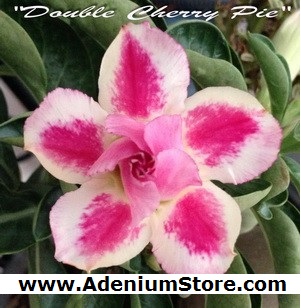 (image for) New Adenium \'Double Cherry Pie\' 5 Seeds